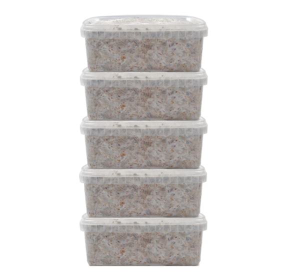 5 Magic Mushroom grow kit Discount Pack - Mondo®