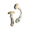Køb Avery's Albino Magic Mushrooms online