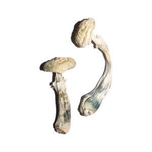 Køb Avery's Albino Magic Mushrooms online