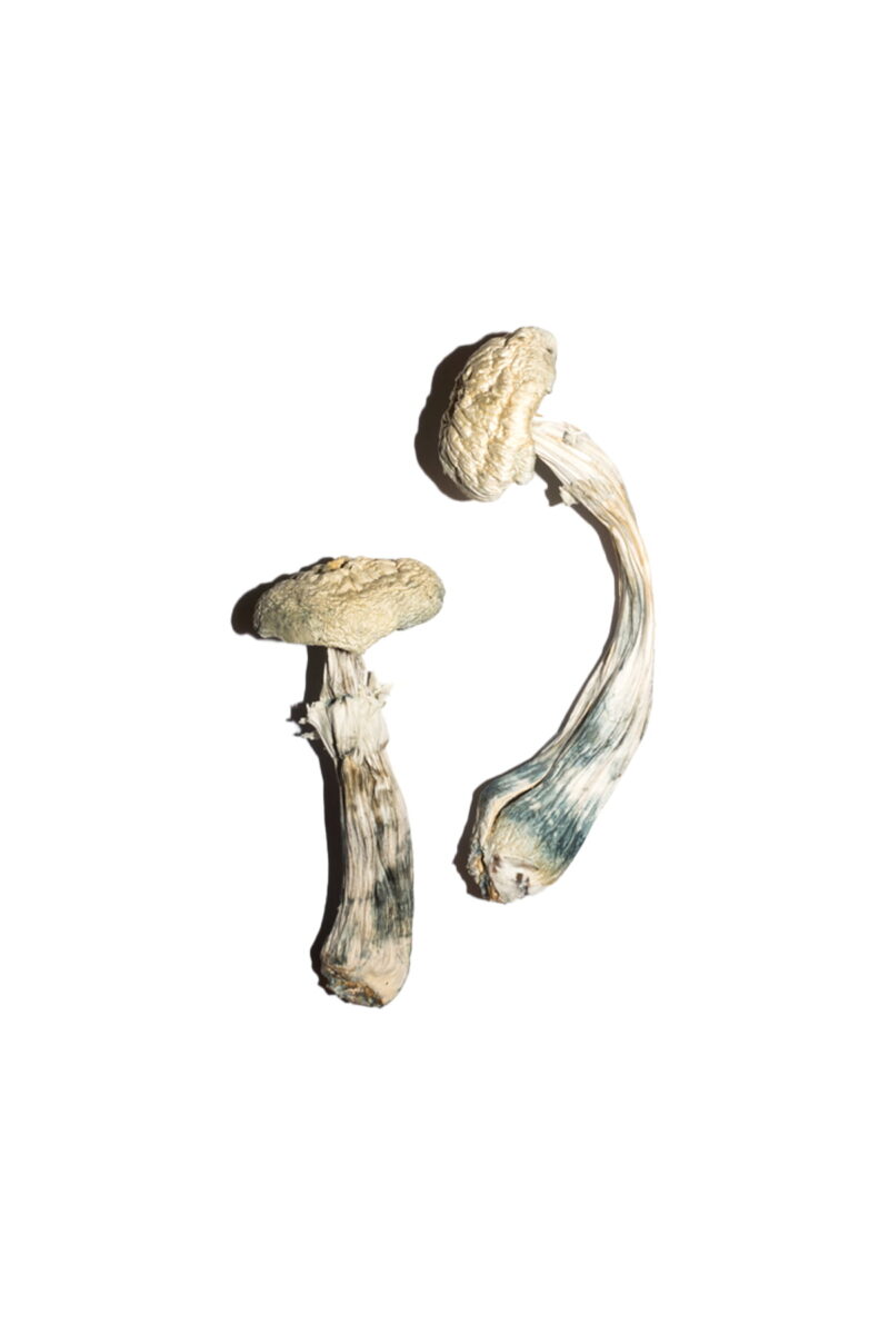 Køb Avery's Albino Magic Mushrooms online