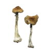 Køb A+ Magic Mushrooms online