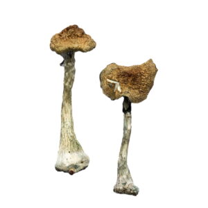 Køb A+ Magic Mushrooms online
