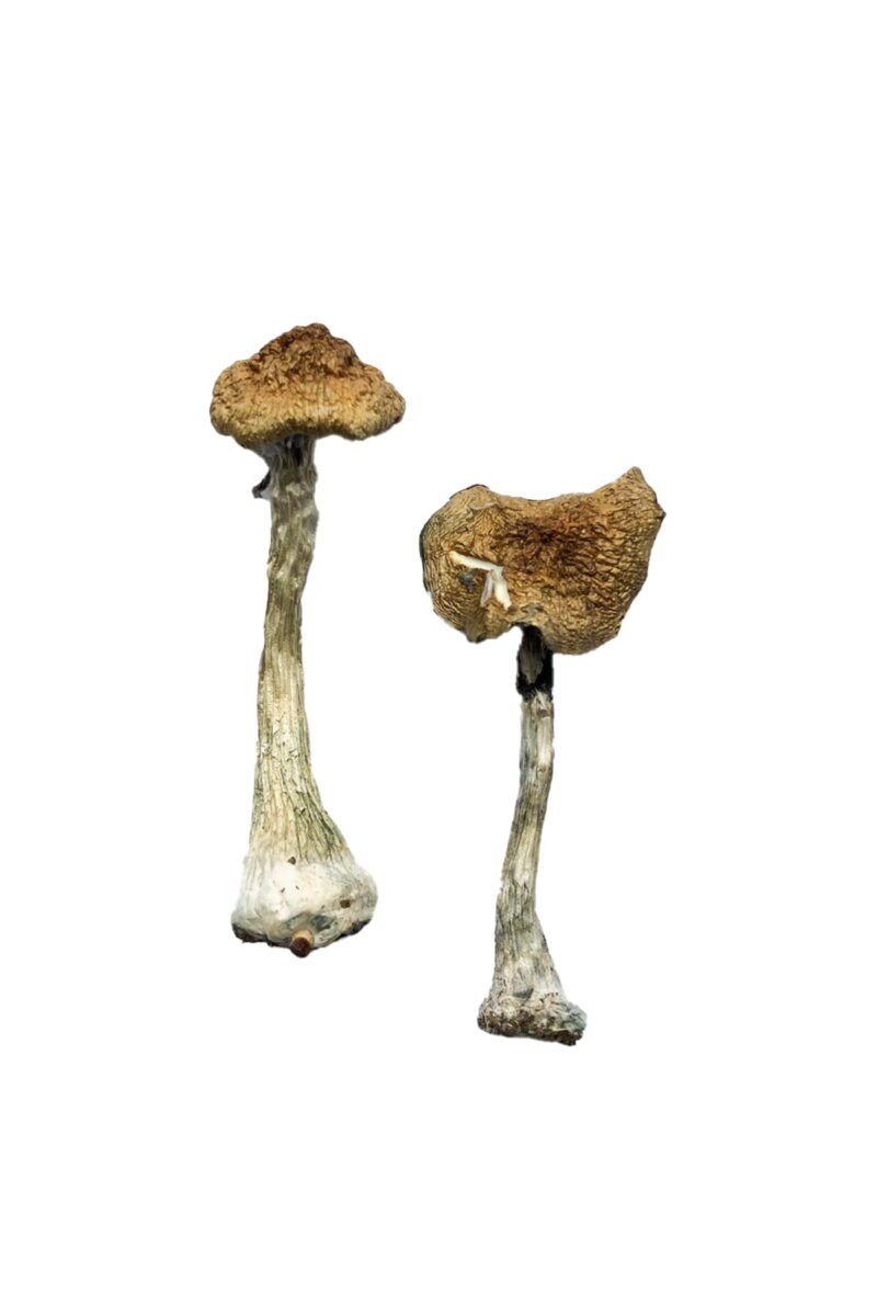 Køb A+ Magic Mushrooms online