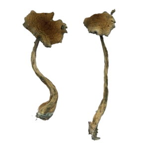 Køb Alacabenzi Magic Mushrooms online