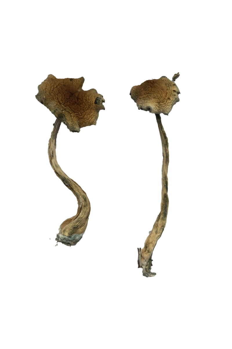 Køb Alacabenzi Magic Mushrooms online