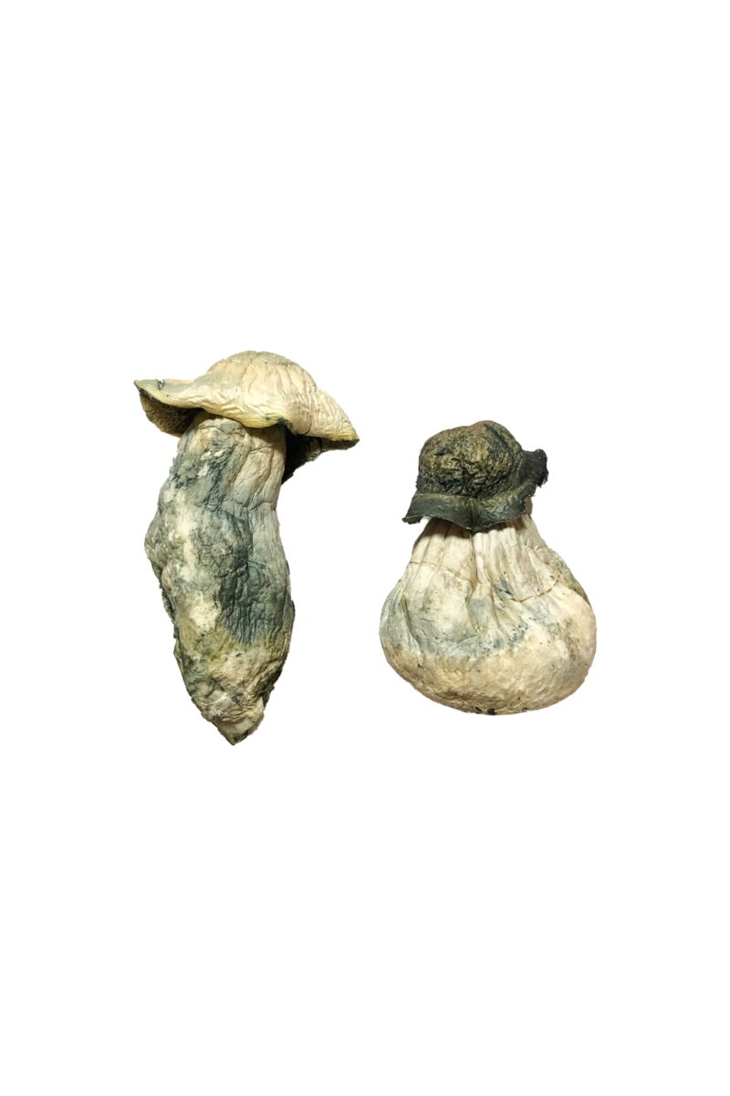 Køb Albino Penis Envy Magic Mushrooms online