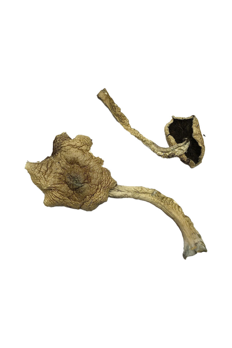 Køb Bayou Magic Mushrooms online