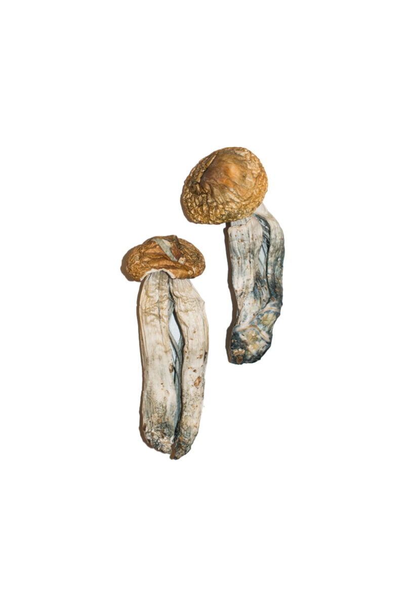 Køb Big Mex Magic Mushrooms online