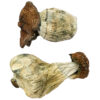 Køb Dino Egg Magic Mushrooms online