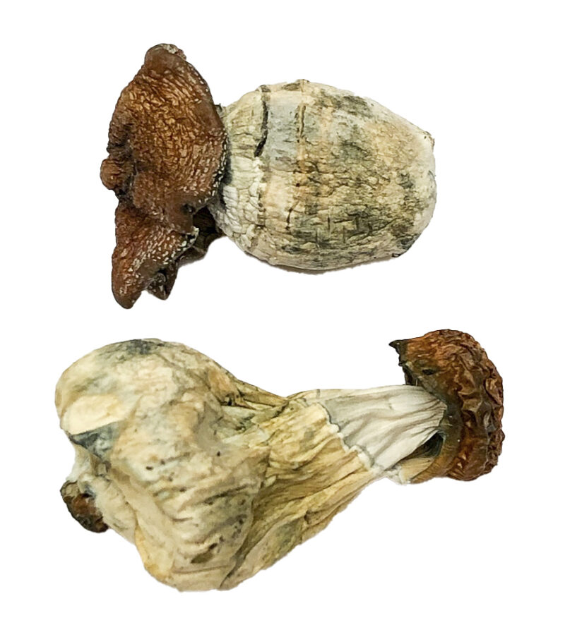 Køb Dino Egg Magic Mushrooms online