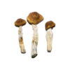 Køb Featured Special 'Oz' Magic Mushrooms (28 gram) online