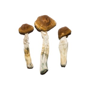 Køb Featured Special 'Oz' Magic Mushrooms (28 gram) online
