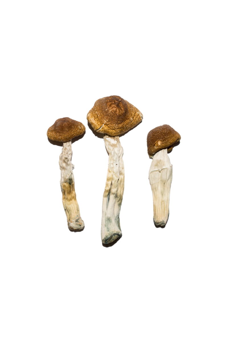 Køb Featured Special 'Oz' Magic Mushrooms (28 gram) online