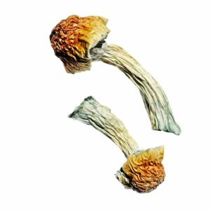 Køb Golden Penis Envy Magic Mushrooms online