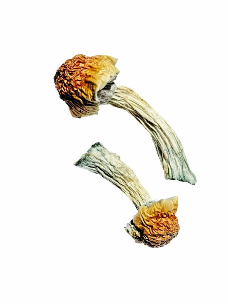 Køb Golden Penis Envy Magic Mushrooms online