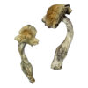 Køb Gorlin Magic Mushrooms online
