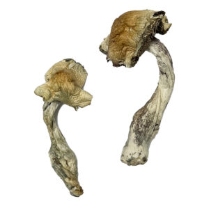 Køb Gorlin Magic Mushrooms online