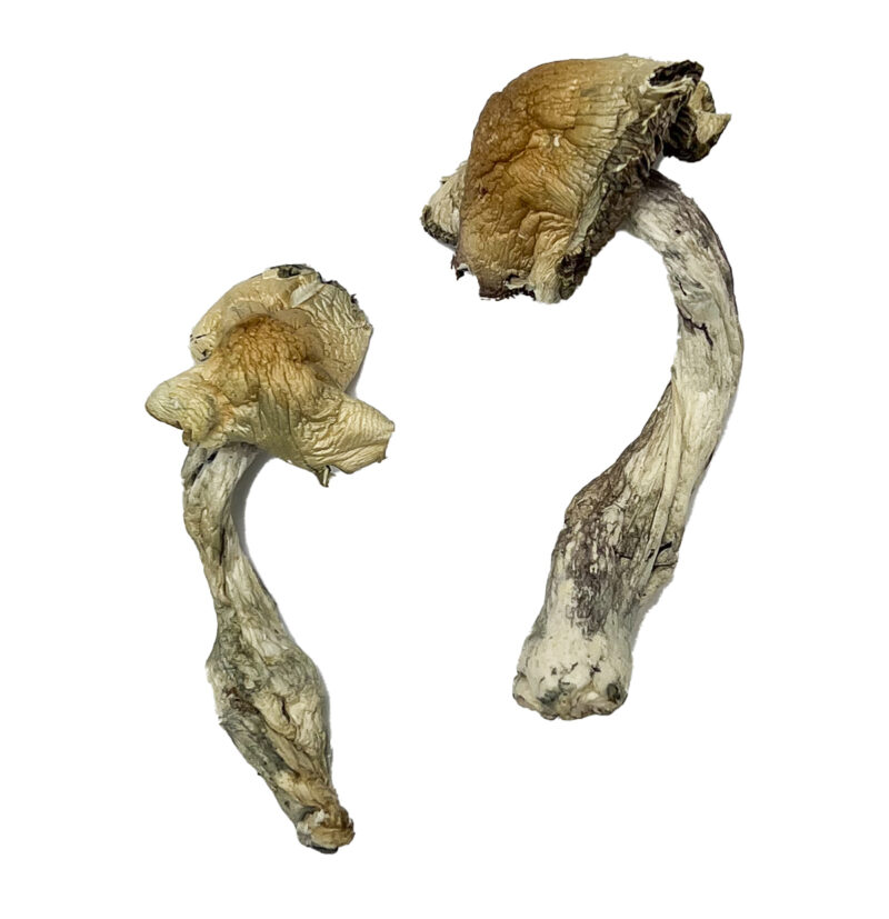 Køb Gorlin Magic Mushrooms online