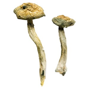 Køb Jerry Garcia Magic Mushrooms online
