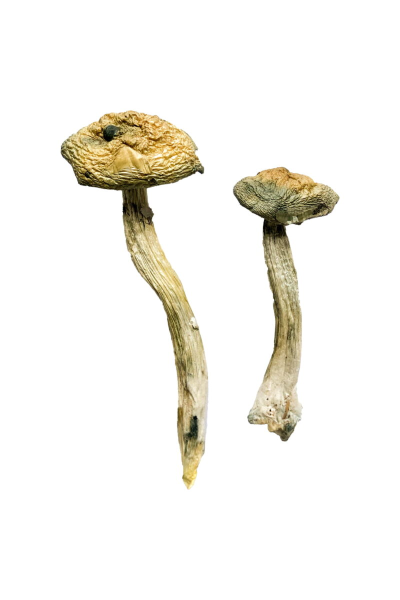 Køb Jerry Garcia Magic Mushrooms online