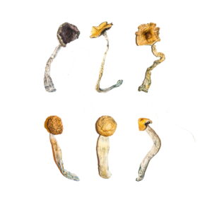 Køb Magic Mushroom Sampler Kit / Smagemenu online
