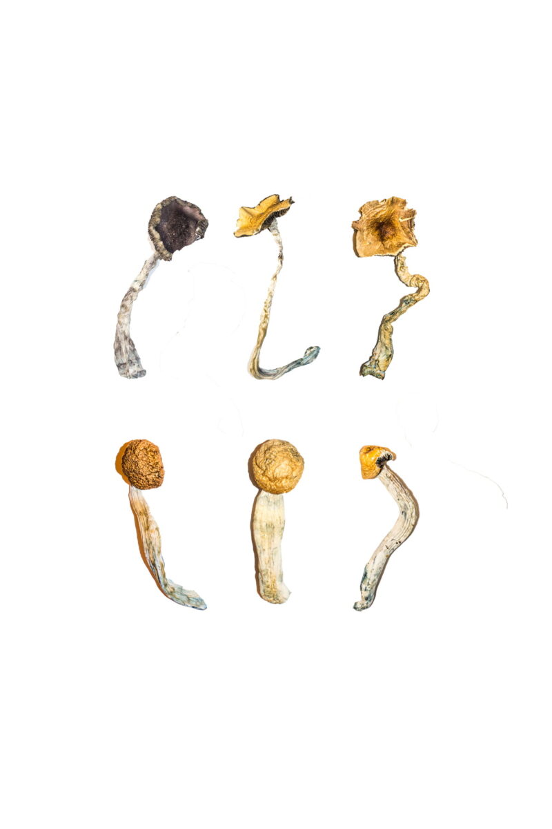 Køb Magic Mushroom Sampler Kit / Smagemenu online