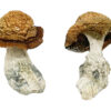 Køb Makilla Gorilla Magic Mushrooms online