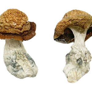 Køb Makilla Gorilla Magic Mushrooms online