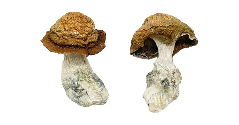 Køb Makilla Gorilla Magic Mushrooms online
