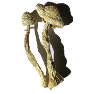 Køb Moby Dick Magic Mushrooms online