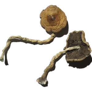 Køb PF Classic Magic Mushrooms online