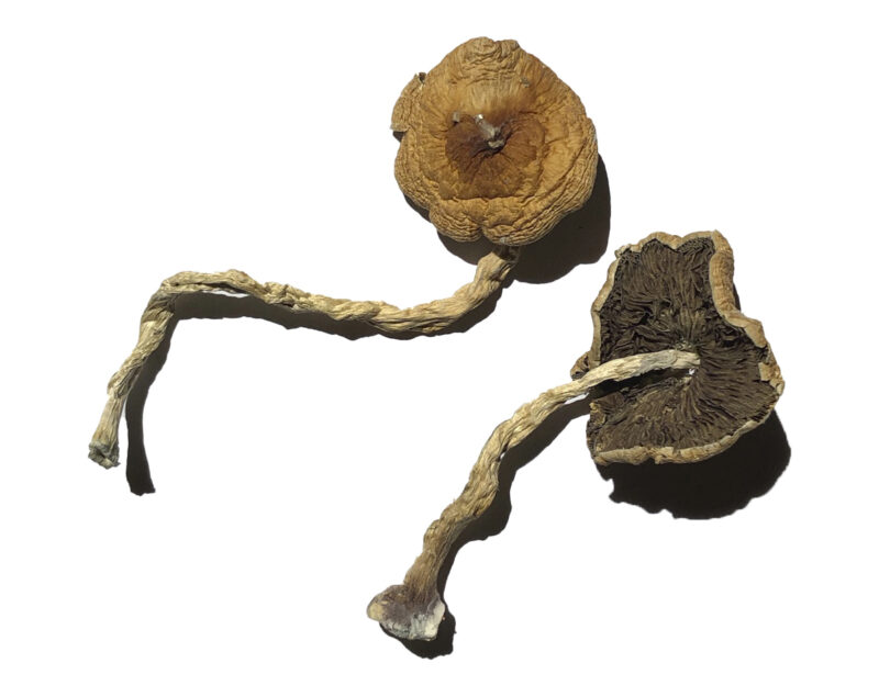 Køb PF Classic Magic Mushrooms online