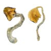 Køb Panama Magic Mushrooms online