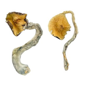 Køb Panama Magic Mushrooms online