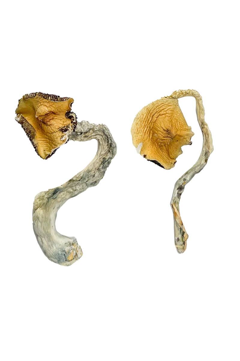 Køb Panama Magic Mushrooms online