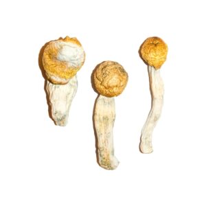Køb Penis Envy Magic Mushrooms online
