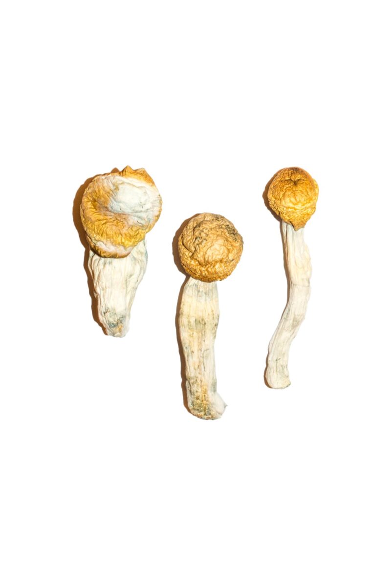Køb Penis Envy Magic Mushrooms online