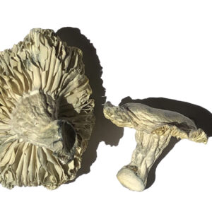 Køb Phobos Magic Mushrooms online