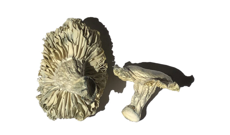 Køb Phobos Magic Mushrooms online