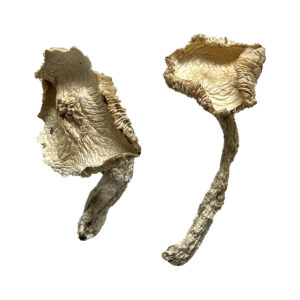 Køb Stakz Magic Mushrooms online