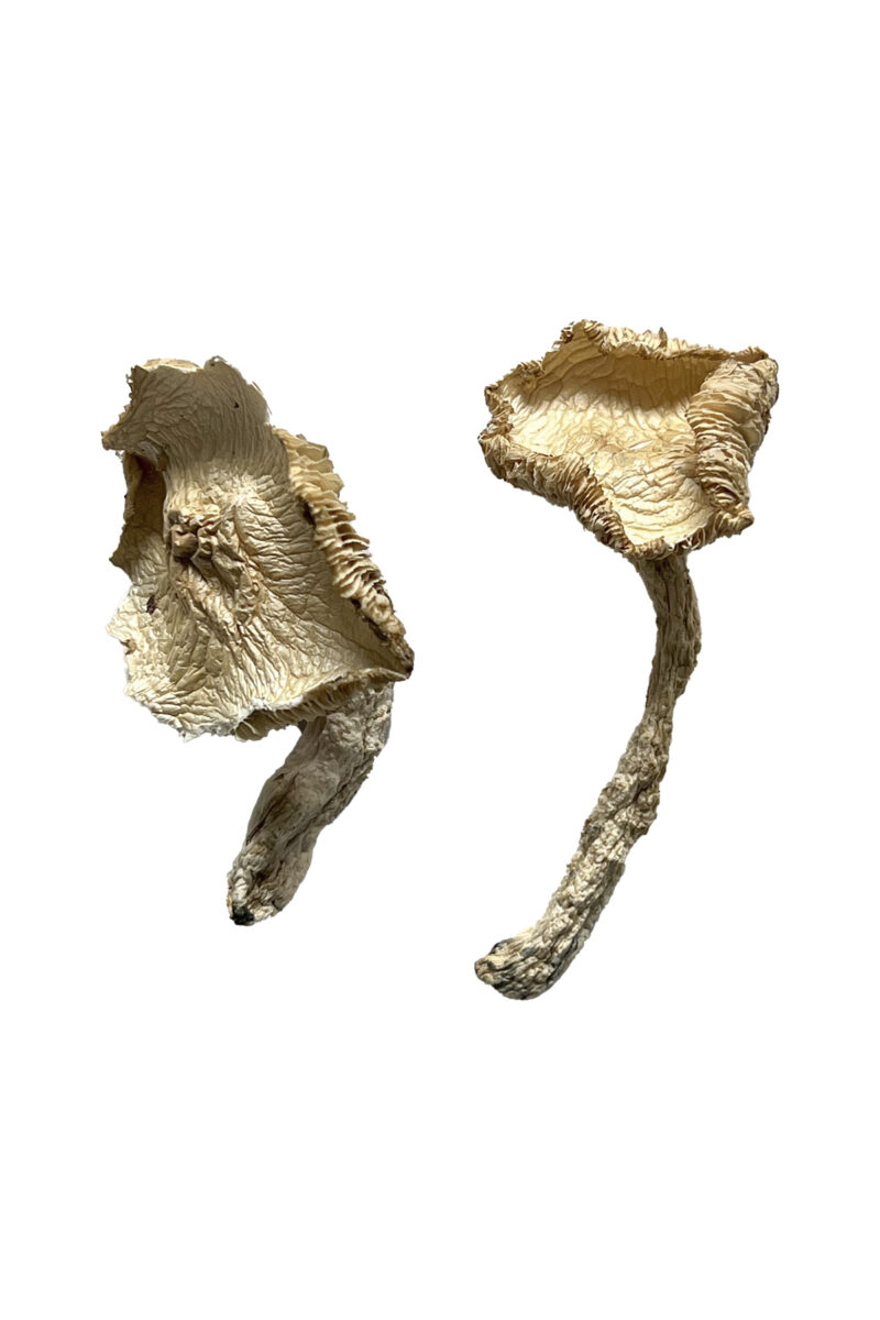 Køb Stakz Magic Mushrooms online