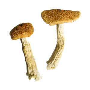 Køb Teonanacatl Magic Mushrooms online
