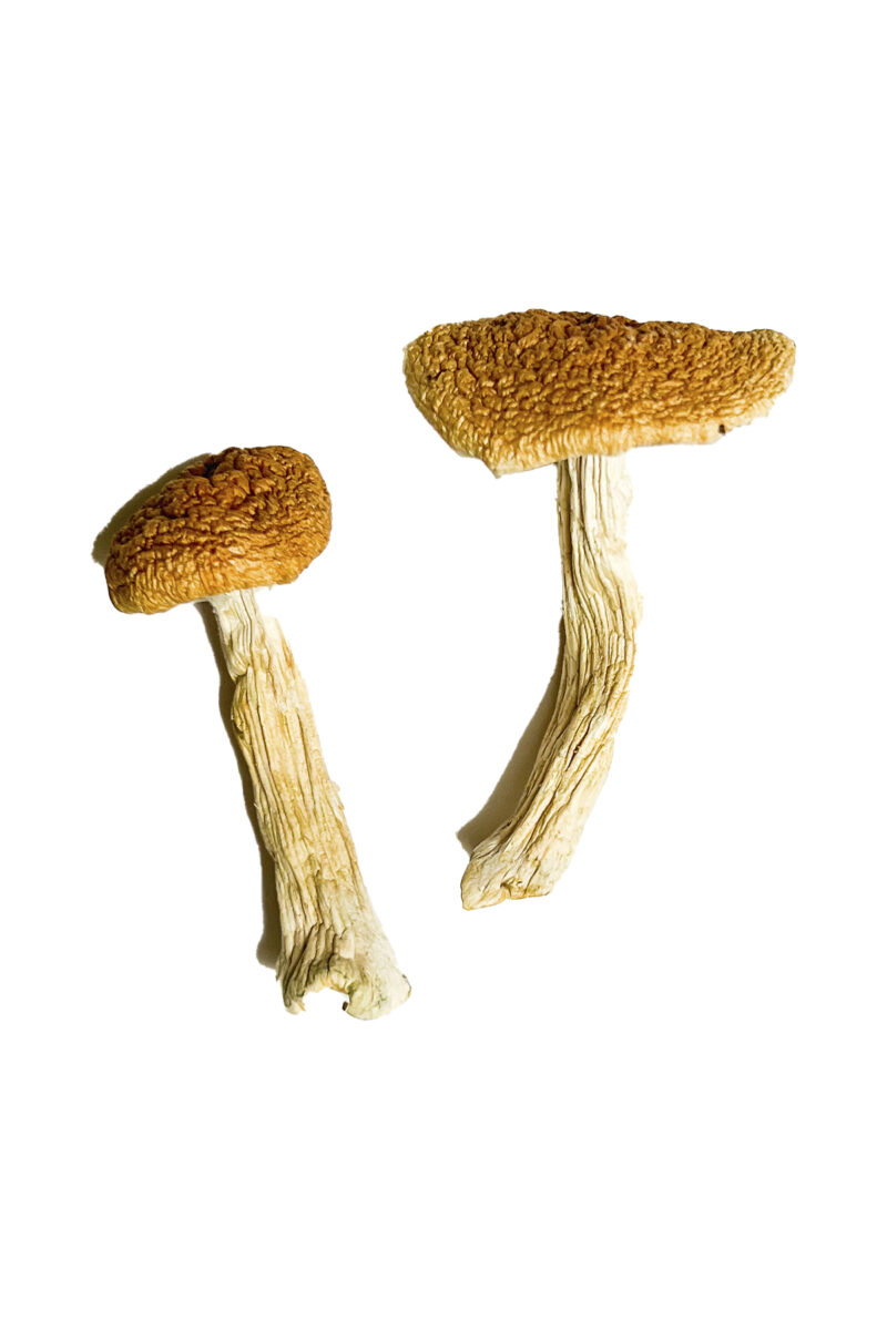 Køb Teonanacatl Magic Mushrooms online