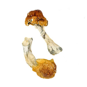 Køb Texas Orange Cap Magic Mushrooms Onine