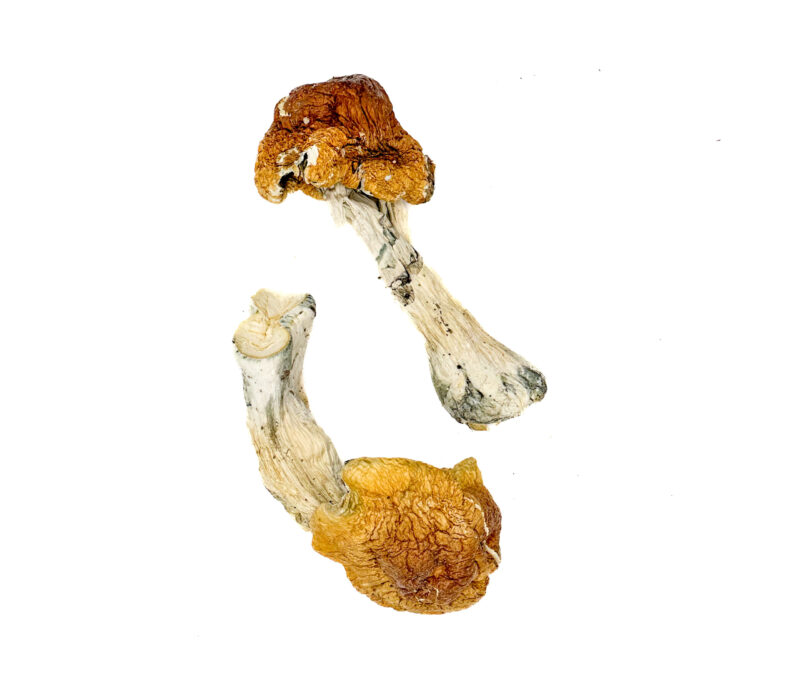 Køb Texas Orange Cap Magic Mushrooms Onine