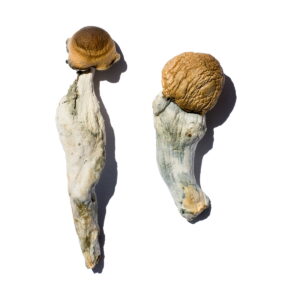 Køb Trans Envy Magic Mushrooms online
