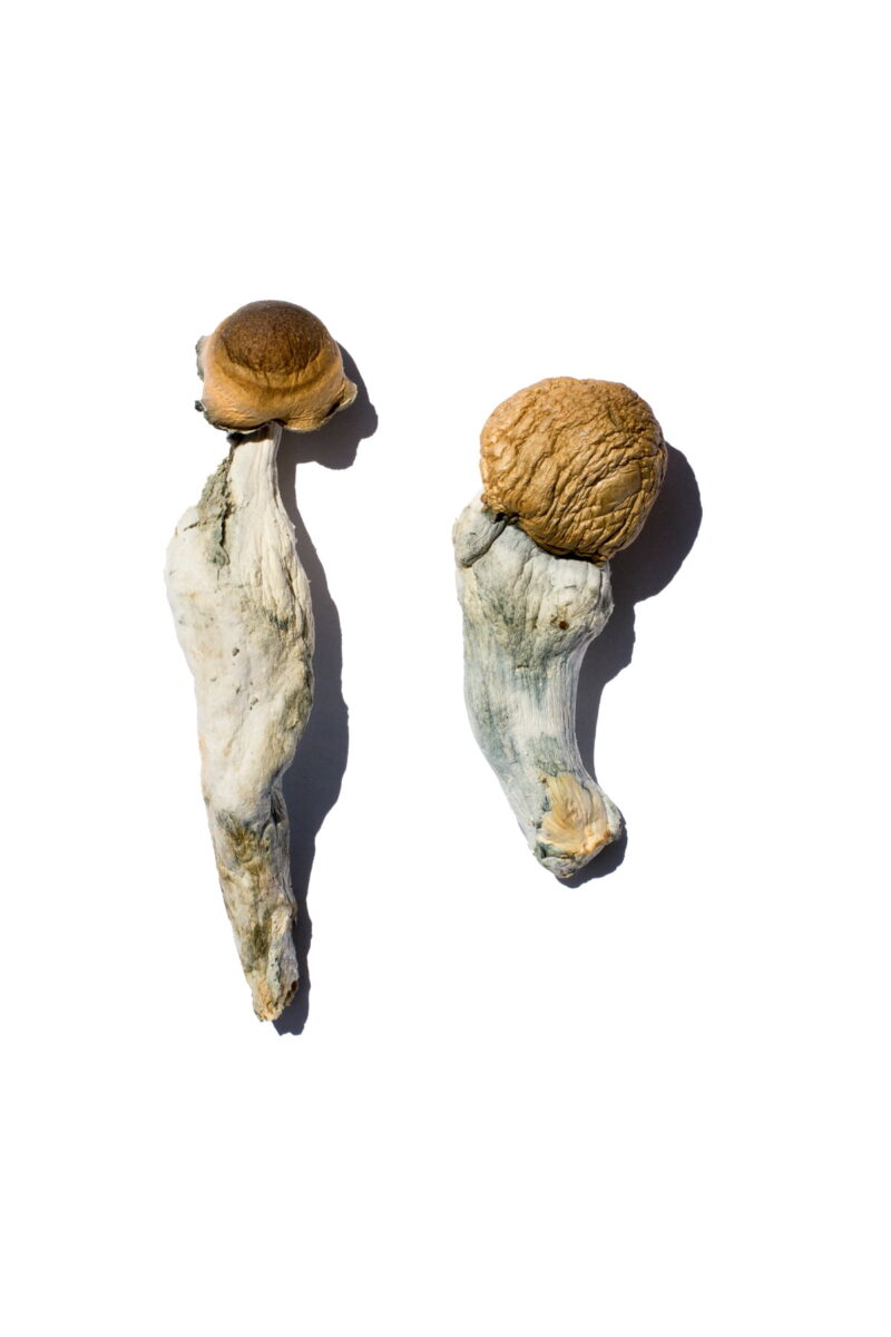 Køb Trans Envy Magic Mushrooms online