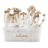 Fresh Mushrooms® Magic Mushroom Grow Kit Mexican XP