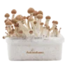 Magic Mushroom Grow Kit Amazon XP af FreshMushrooms®.