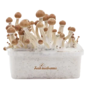 Magic Mushroom Grow Kit Amazon XP af FreshMushrooms®.